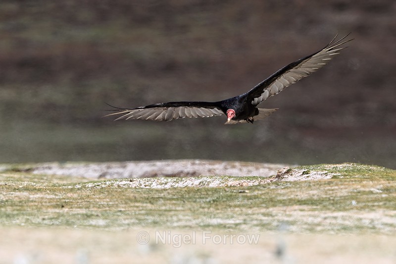 Turkey Vulture on landing approach, Volunteer Point, Falklands - Turkey Vulture