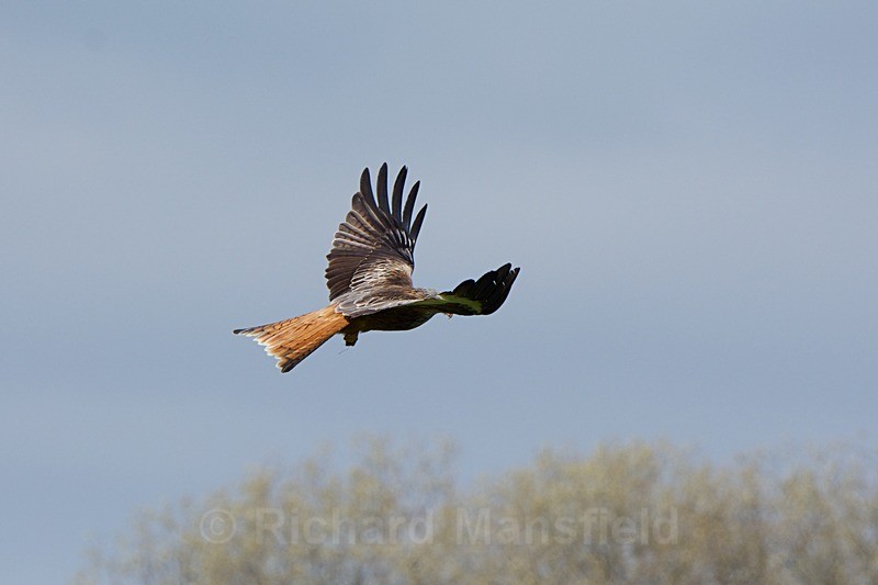  - Red Kites