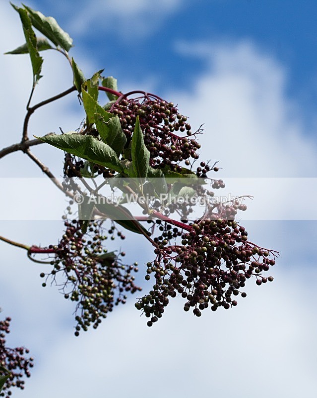20110820-IMG_6287 - Plants and Flowers