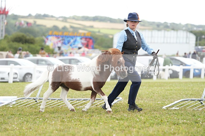 DSC06881 - Class 60: Coloured Pony 4yrs & over