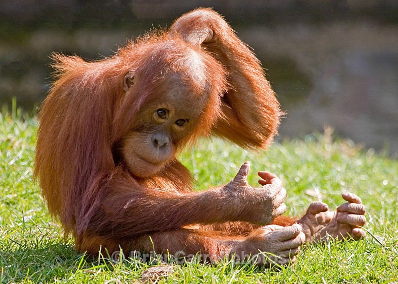 Baby Orang Utan - Wildlife