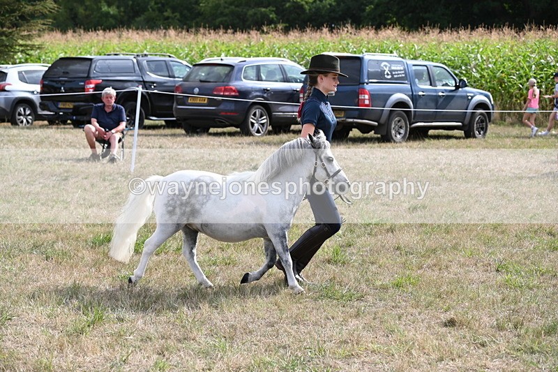 WJ6_7073 - Class 21 Shetland & Mini Horses
