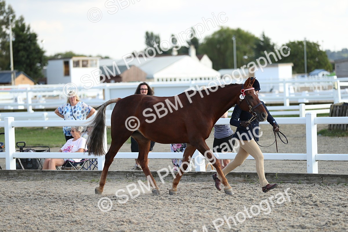 SBM_08930 - Class 29 IH Veteran Pony