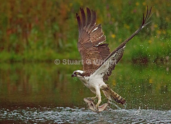 14 - Wild Birds of Prey Inc. Owls
