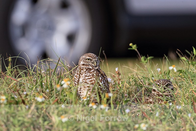 Burrowing Owls close to road, Cape Coral, Florida - Burrowing Owl