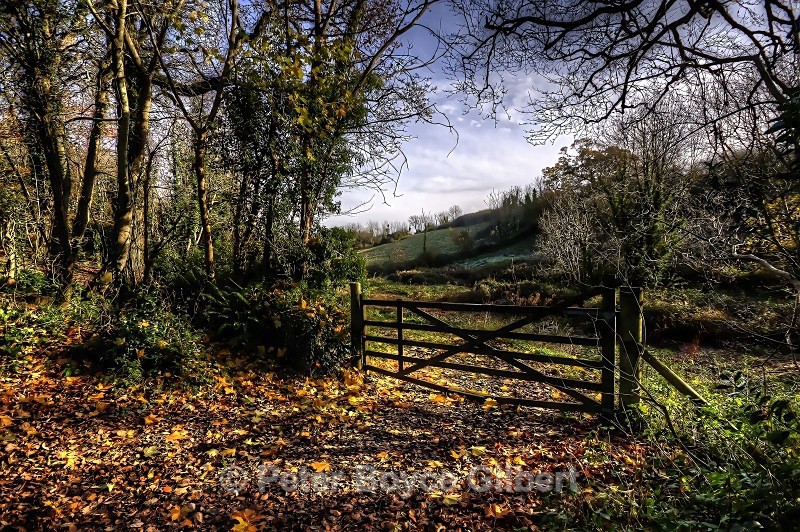 Saltram Woods - The Countryside