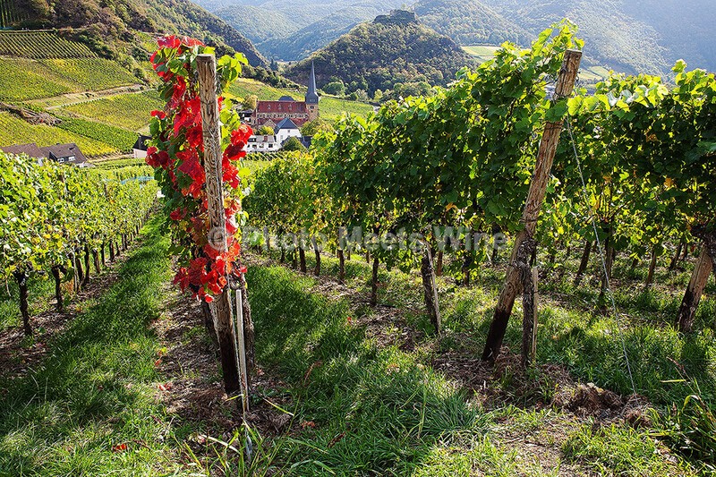  - Vineyards & Vines / Weinberge & Reben