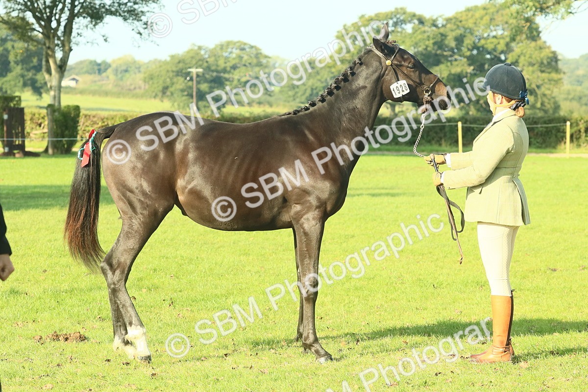 SBM_58571 - S37 - Starters In Hand Showing