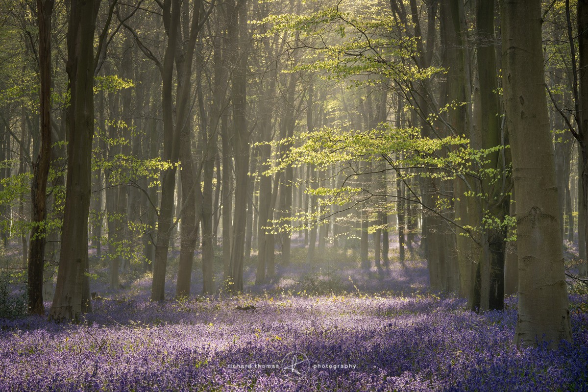 Reaching for light - BlueWood