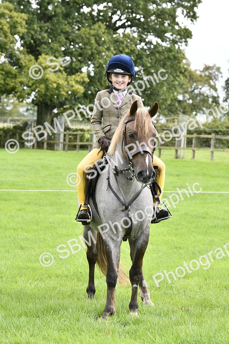 SBM_41637 - S32 - Mountain & Moorland Working Hunter Pony