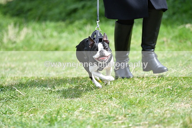 WJ5_0445 - Class 7 Best Terrier