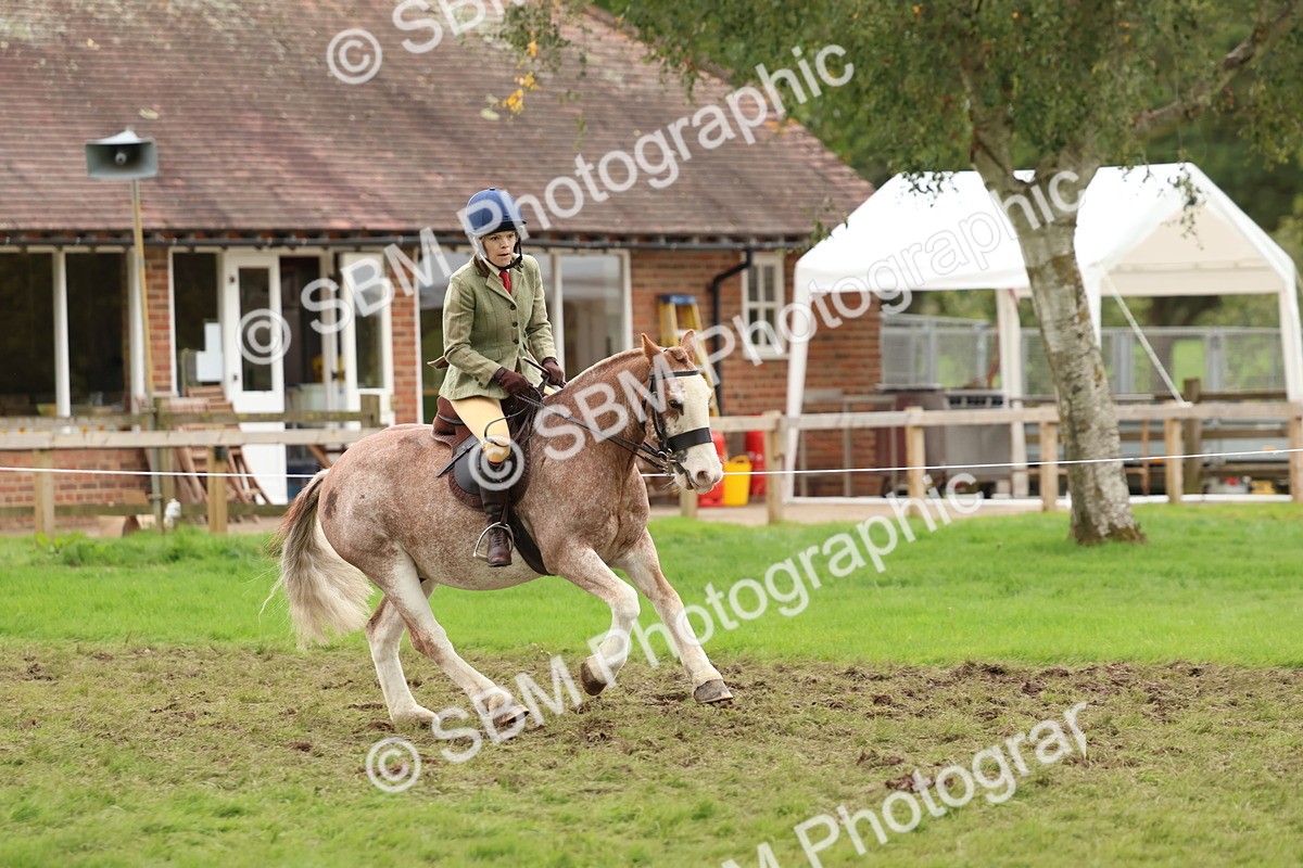 SBM_67537 - S60 - Mini Show Cob Ridden