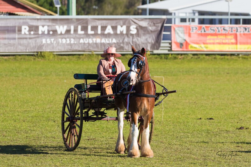 One horse and cart 9. 0A3A9509 - 2025 Senic Rim Clydesdale Spectacular