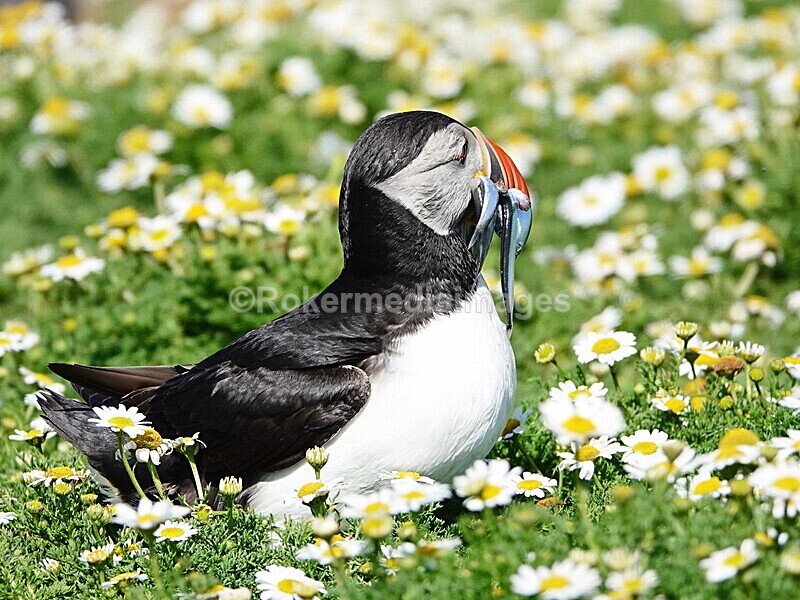 DSC00365 - Skomer 2019