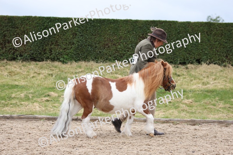 20250524-0416 - Class 5 - Minitures and Sheltands