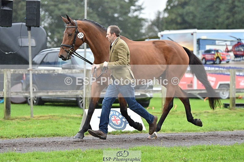 231018-122648-00294 - 036-DIAMANT.CRYSTAL.BLUE-Adam.Trew-TrotUp