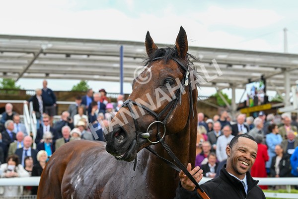 150525-Pride Of Arras-4831 - Race 4 3.45pm Al Basti Equiworld Dubai Dante Stakes