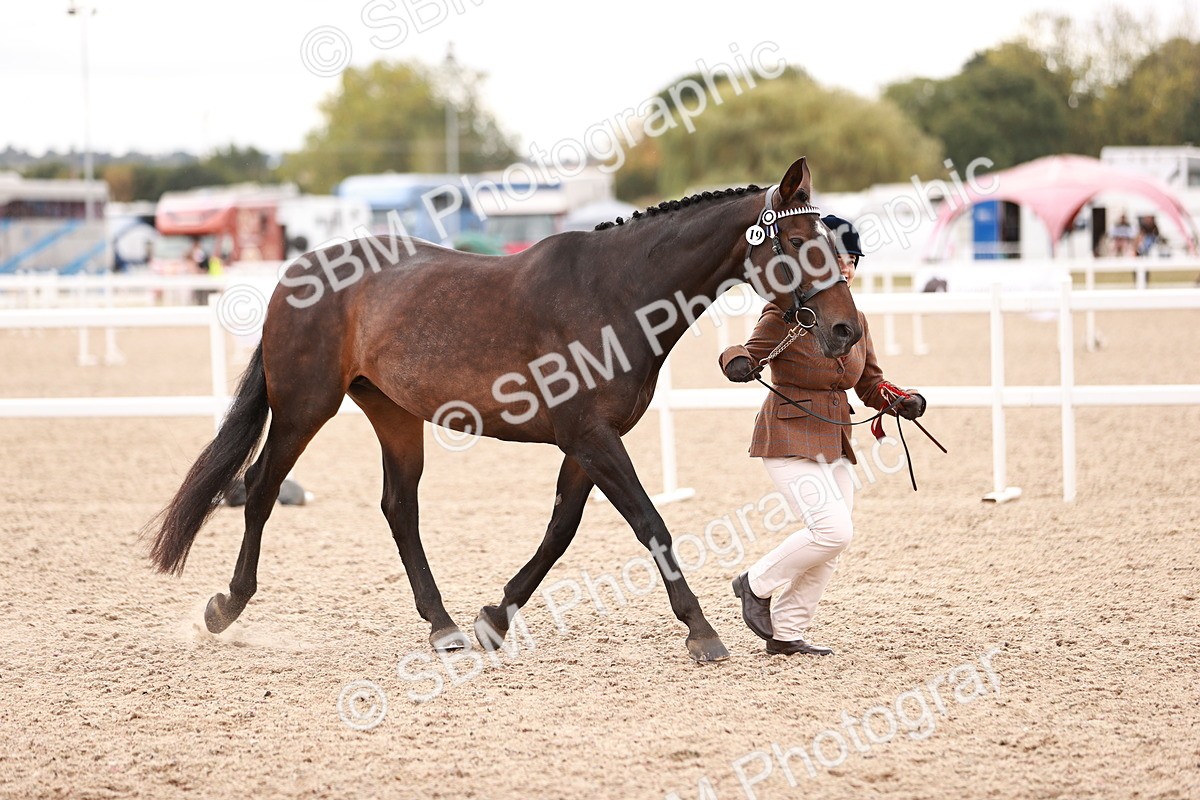 SBM_16156 - Class 411 - Prettiest Mare - (IH or Ridden Adult)