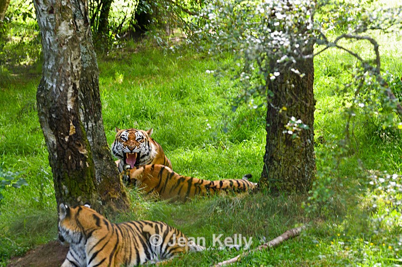 Amur Tiger - DSC_9777_00084 - Cats
