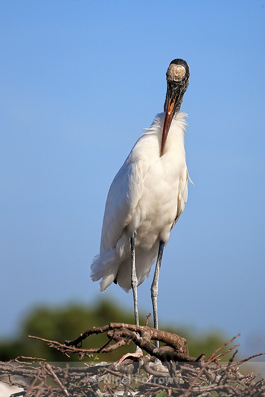 Wood Stork preening chest feathers, Wakodahatchee Wetlands, Florida - Wood Stork