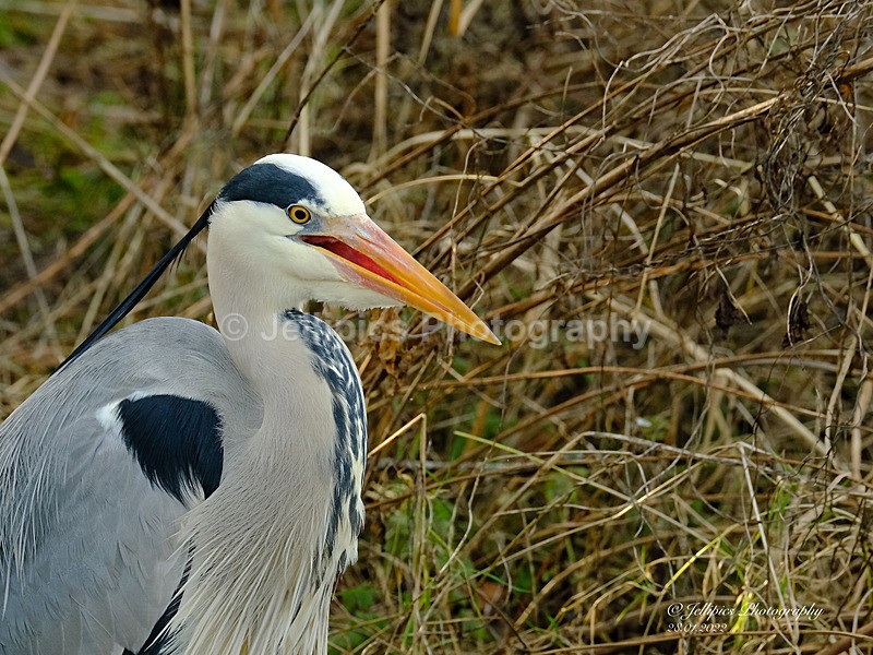  - Wildlife and Nature