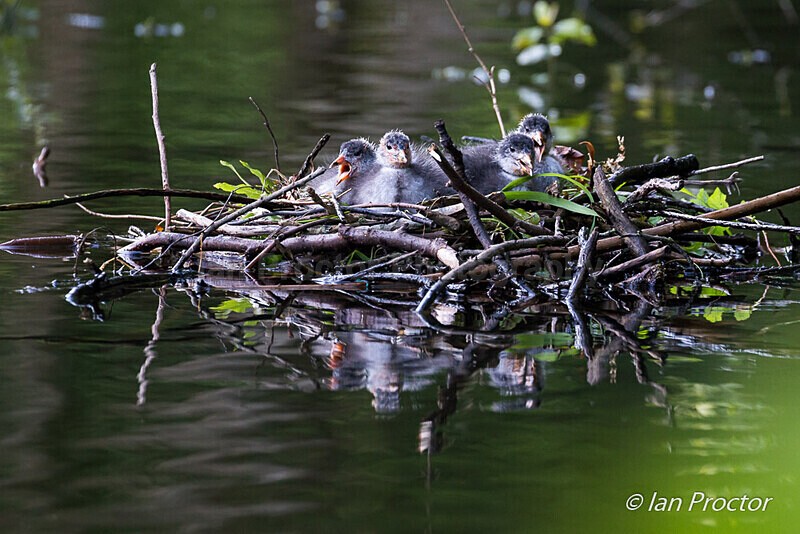 Hungry Coot Chicks! - Nature