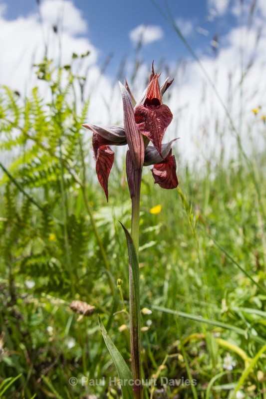 Heart-lipped Serapias (Serapias cordigera) - Orchids - Serapias