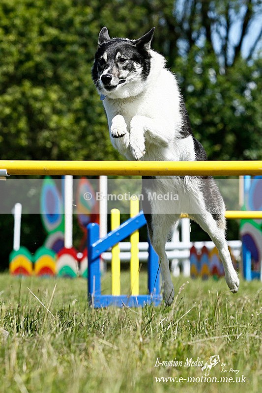 GRHODY 130714 419a - Dogs