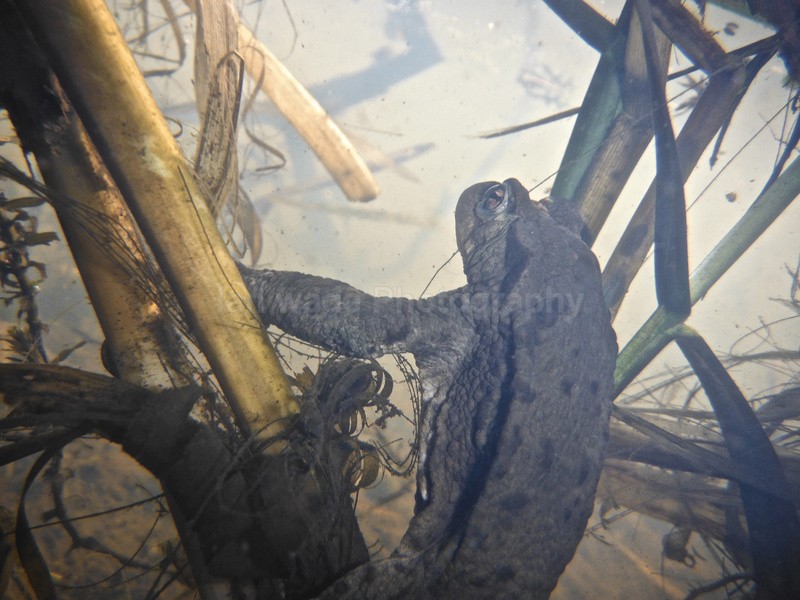 Common toad_656 - Reptiles, amphibians & pond life, Great Britian