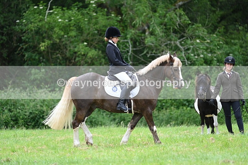 WJ7_4183 - Class 14A Handsome Gelding