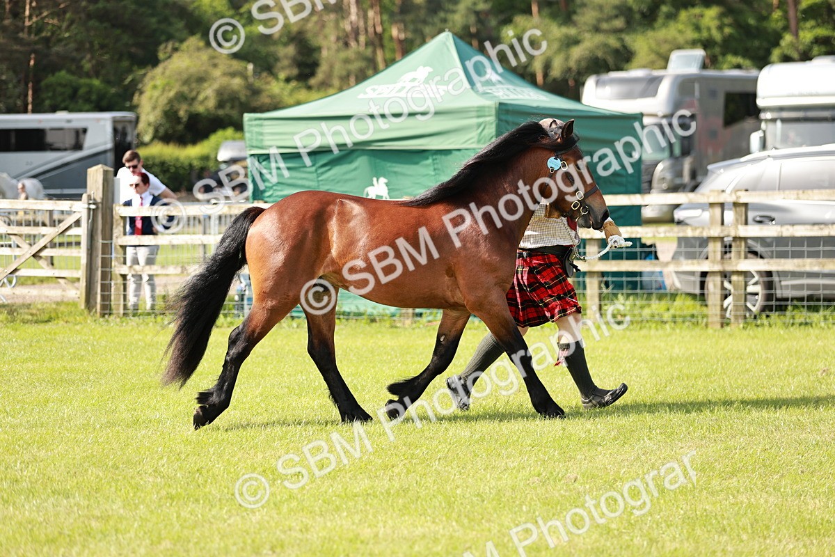 SBM_01601 - Class 14-23 - Mountain & Moorland In Hand Non Welsh