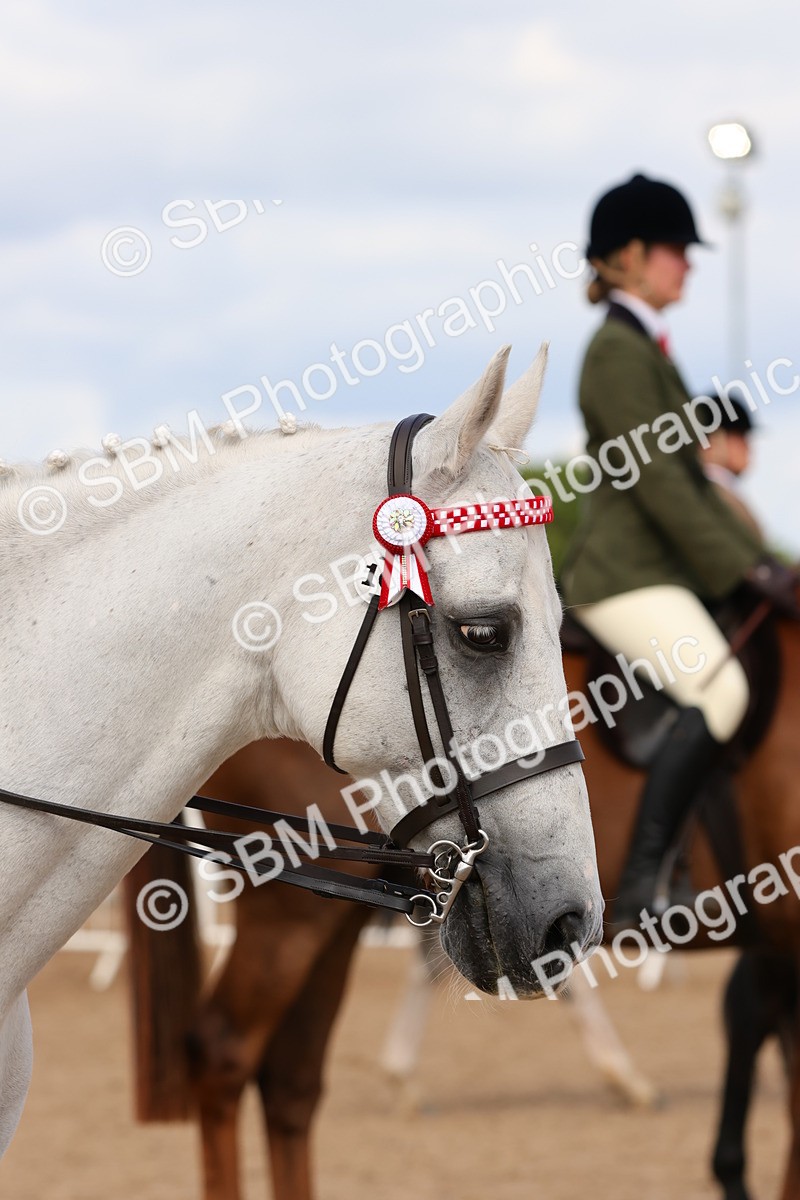 SBM_14146 - Class 213 - Ridden Hack Riding Horse