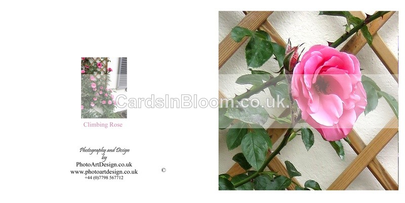 002 Climbing Rose - FLORAL GREETING CARDS