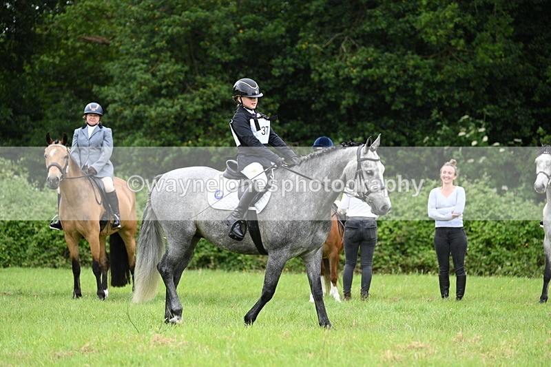 WJ7_3959 - Class 14A Handsome Gelding