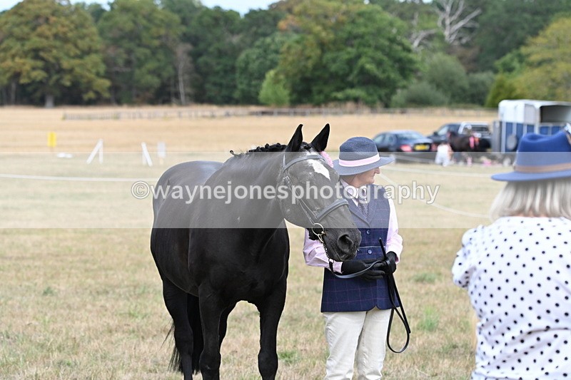 WJ6_6329 - Class 19 In-hand Veterans (Uploaded correct folder)