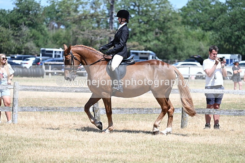 WJ7_2807 - Class 7 Riding Club Show Horse