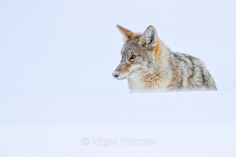Coyote in Hayden Valley, Yellowstone National Park - Coyote