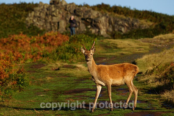  - Bradgate Park