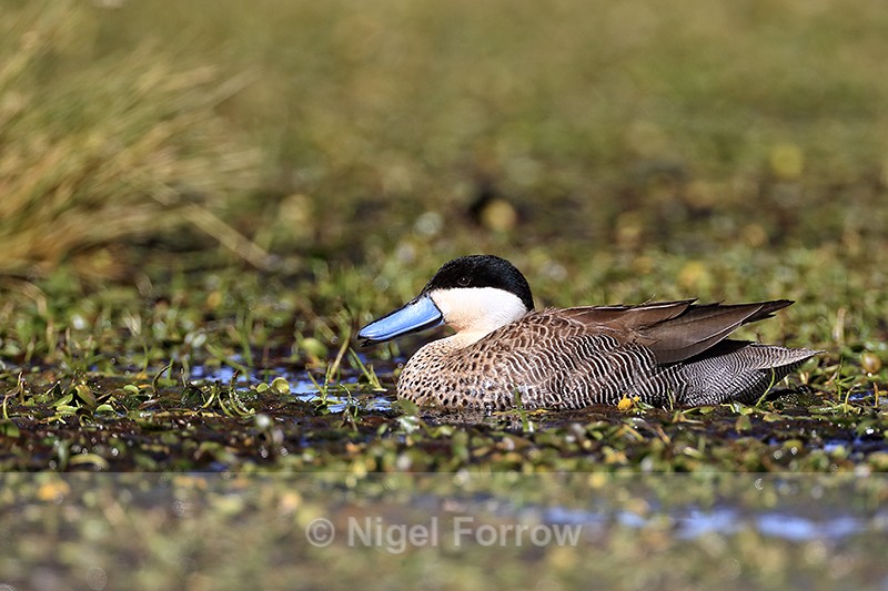 Puna Teal on Rio Putana, near Machuca, Chile - Puna Teal