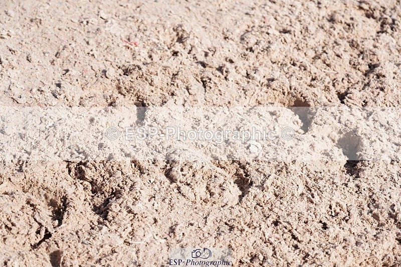 250427-101046-15483 - Cls 16 - 1 Star Bronze Tour