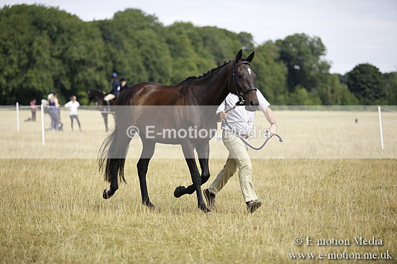 _C7A9670 - BVRC Sow 2018 Ring 2