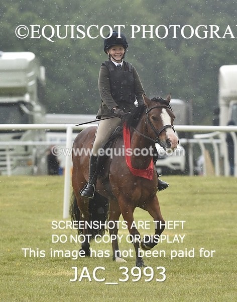 JAC_3993 - 55cm WORKING HUNTER