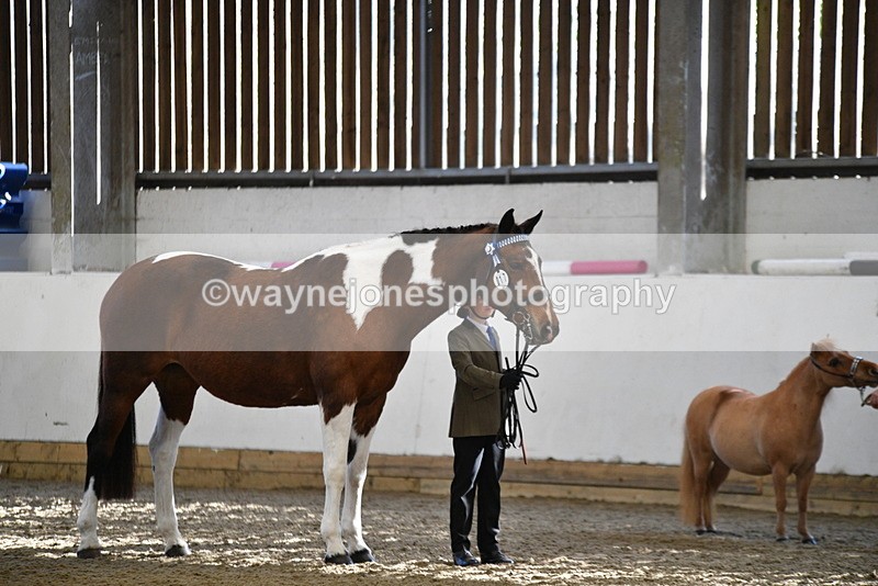 WJ5_3930 - Class 5 In Hand Veterans