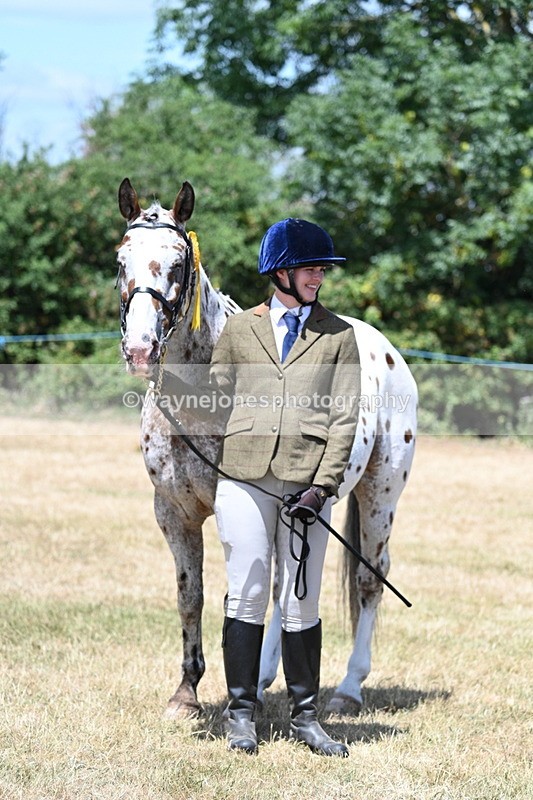WJ7_2465 - Class 5a Most Handsome Gelding in hand (above 14.2hh)