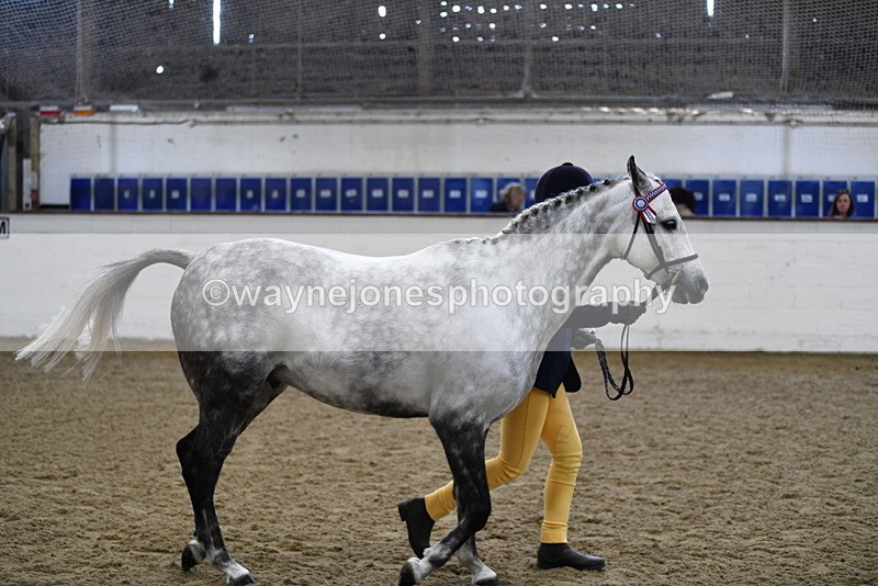 WJ5_4484 - Class 3 Part Bred In hand