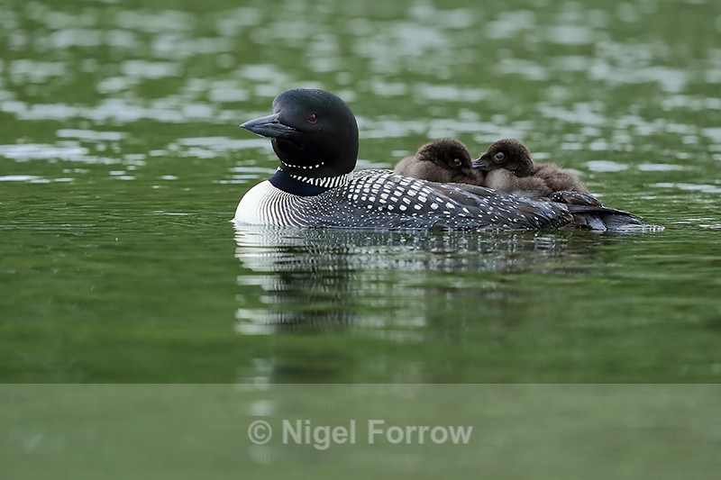 Common Loon chicks huddled together on parent's back, Minnesota, USA - Great Northern Diver