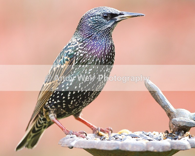 20110103-IMG_1283 - Starlings