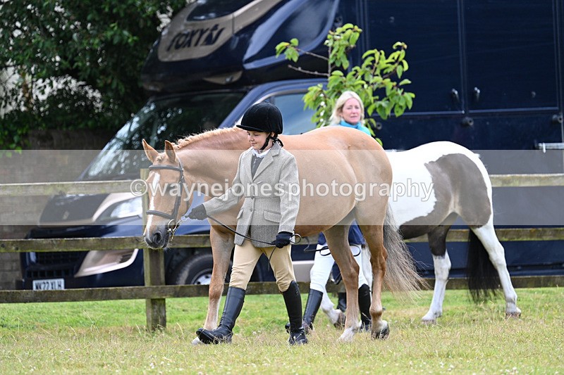 WJ7_6518 - Class 5 Handsome Gelding in hand