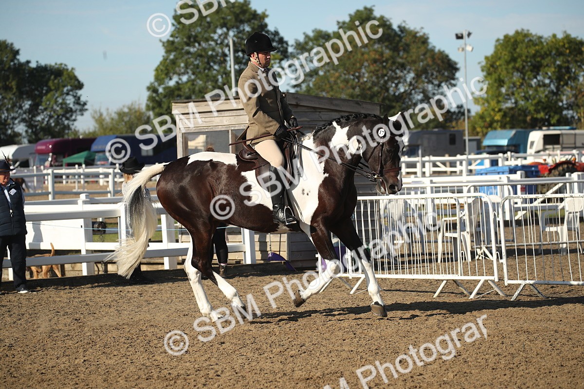 SBM_11304 - Class 501 -Riding Club Pony