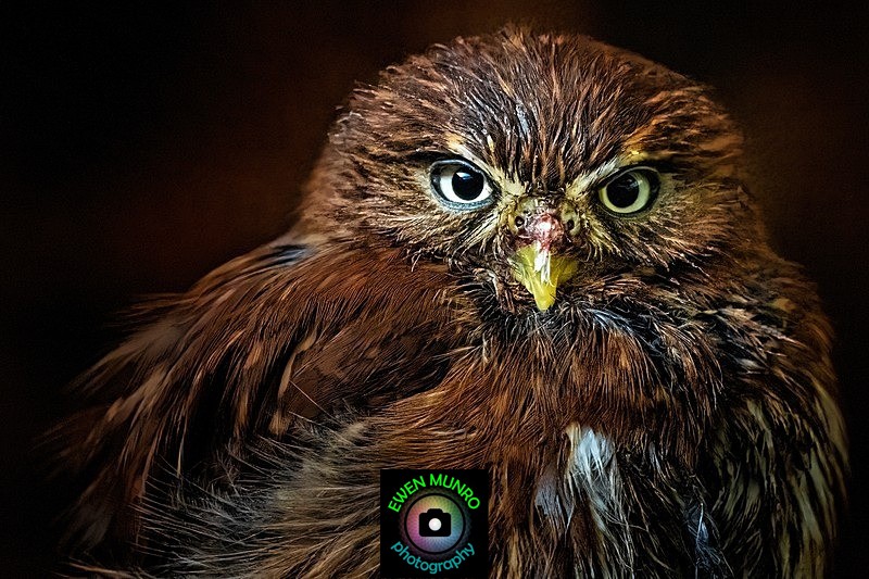 BBo-02-Boobook Owl - Owls